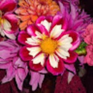 Meet your Posher, Wendy